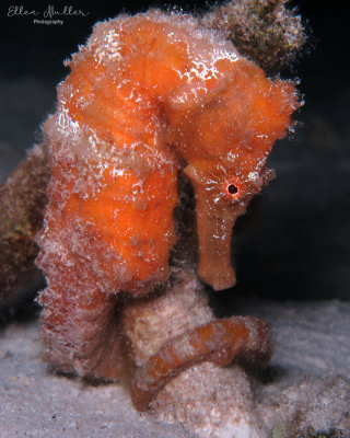 Orange Seahorse