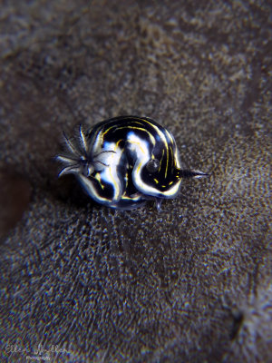 Goldlined Sea Goddess