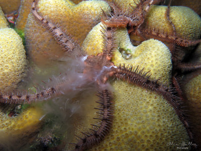 Spiny Brittle Star Spawning