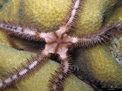 Spiny Brittle Stars