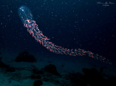 Siphonophore