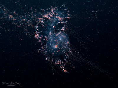Siphonophore