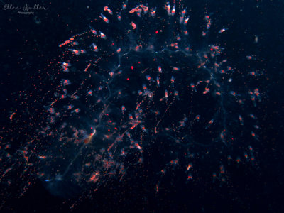 Siphonophore