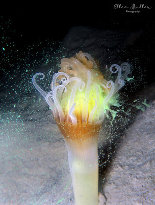 Tube Dwelling Anemone Spawning