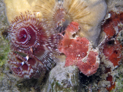 Frogfish & Worm