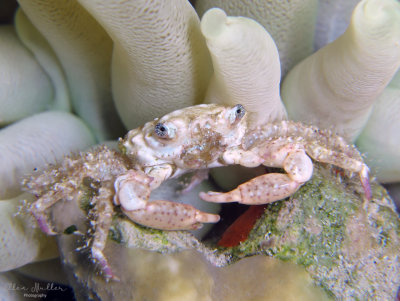 Clinging Crab & Anemone