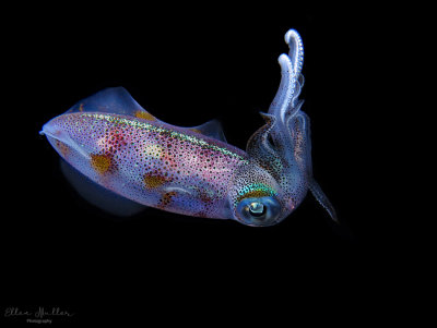 Tiny Squid