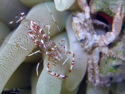 Sun Anemone Shrimp