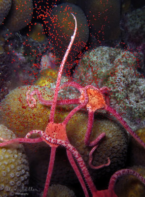 Spawning Brittle Stars