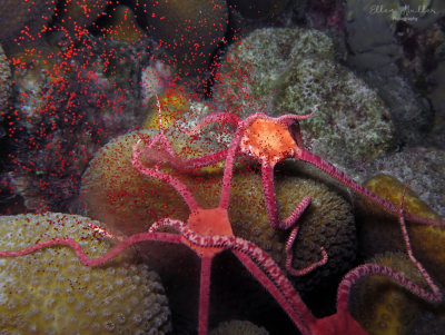 Spawning Brittle Stars