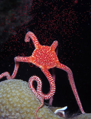 Spawning Brittle Star