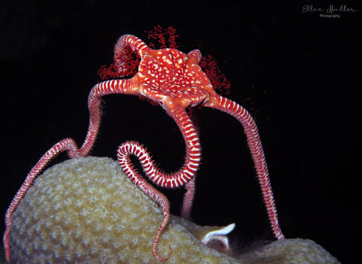Spawning Brittle Star