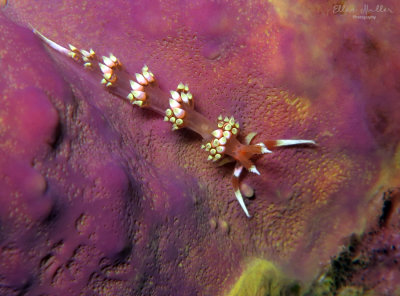 Longhorn Austraeolis