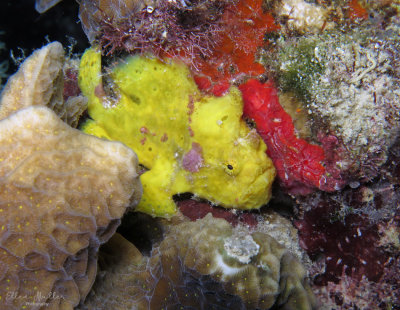 Yellow Frogfish