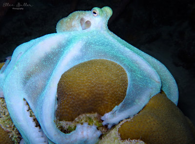 Octopus Heart