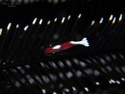Crinoid Shrimp