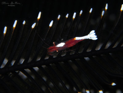 Crinoid Shrimp