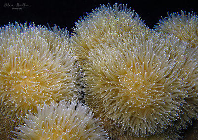 Pillar Coral