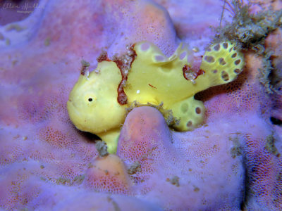 Baby Frogfish!