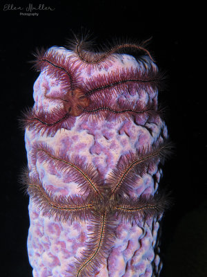 Sponge Brittle Stars
