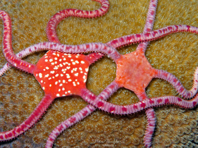 Brittle Stars