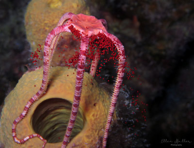 Brittle Star Spawning