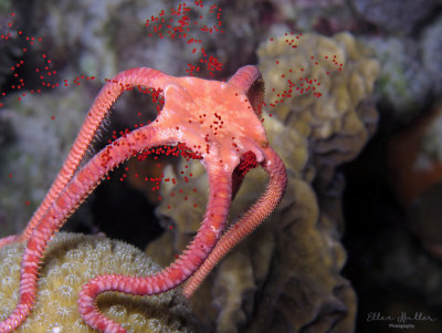 Brittle Star Spawning