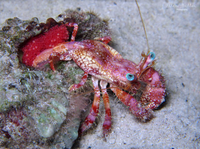 Stareye Hermit Crab with Eggs