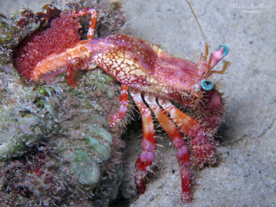 Stareye Hermit Crab with Eggs