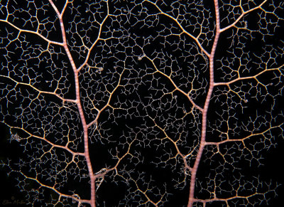 Basket Star