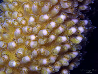 Staghorn Coral Spawning