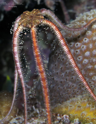 Spawning Brittle Star