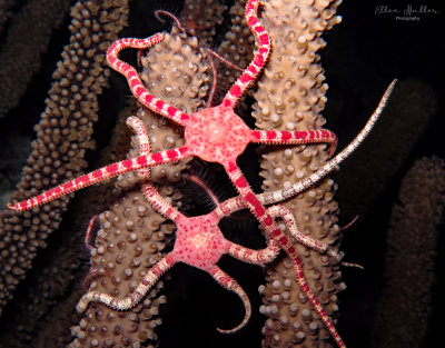 Ruby Brittle Stars