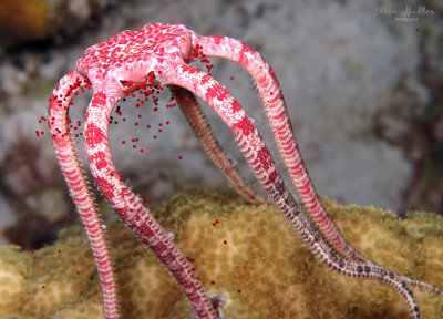 Ruby Brittle Star Spawning