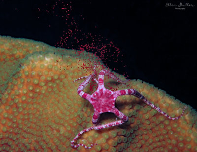 Ruby Brittle Star Spawning