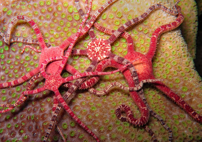 Ruby Brittle Stars Spawning