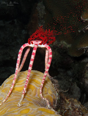 Ruby Brittle Star Spawning