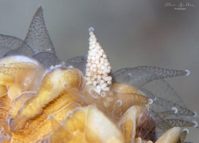 Spawning Flower Coral