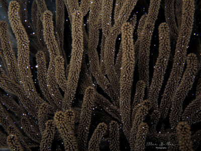 Spawning Sea Rod