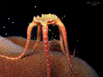 Spawning Orange Brittle Star