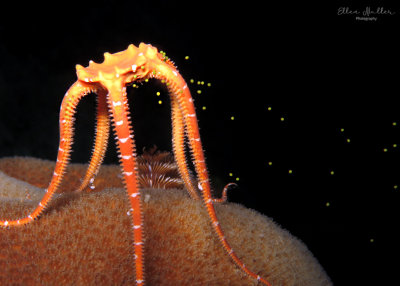 Spawning Orange Brittle Star