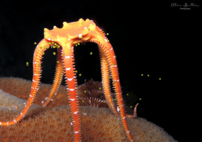 Spawning Orange Brittle Star