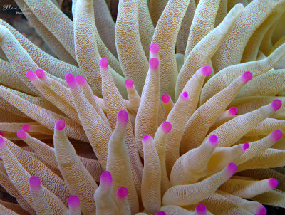 Giant Sea Anemones