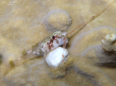 Clingfish Dining on Amphipod