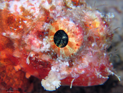 Coral Scorpionfish