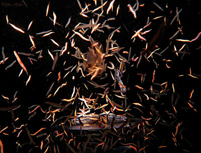 Too Many Worms!