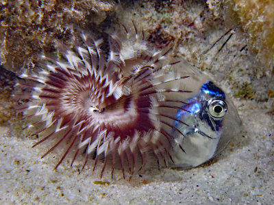 Post Larval Surgeonfish