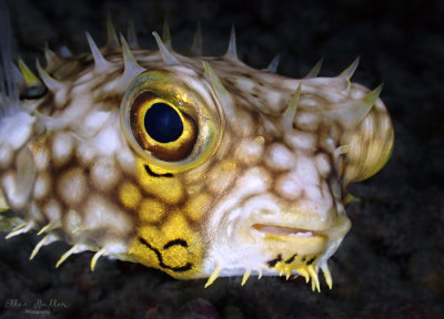Web Burrfish