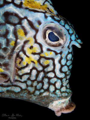 Honeycomb Cowfish