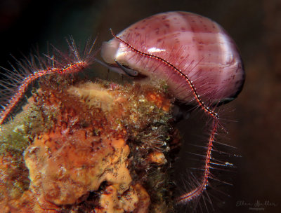 Gray Cowrie